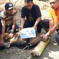 PAC GP Ansor Jambon bantu satu ekor kambing kepada GP Ansor Ranting Poko- Jambon.