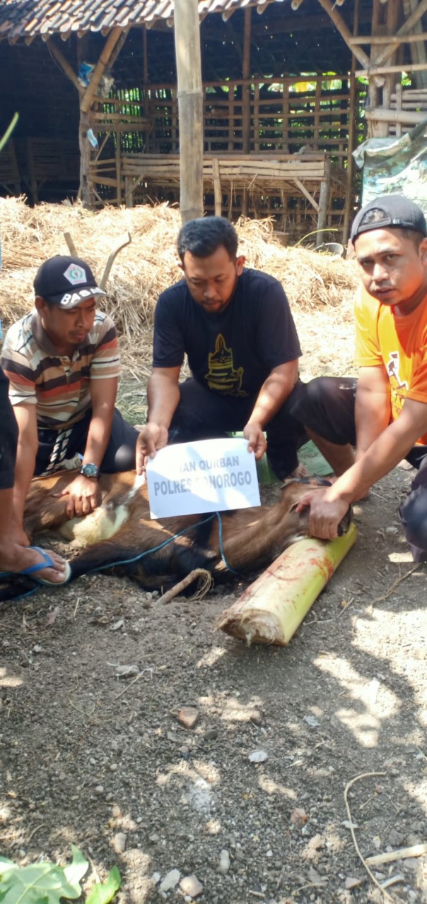 PAC GP Ansor Jambon bantu satu ekor kambing kepada GP Ansor Ranting Poko- Jambon.